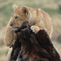 14 Juillet 2021 - Serengeti